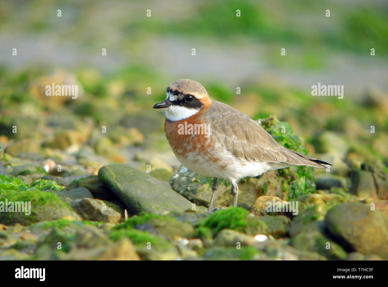 Mongolian Plover (Charadrius mongolus) at Heuksan do island, South Korea, during spring migration along the East Asian Flyway. Stock Photo