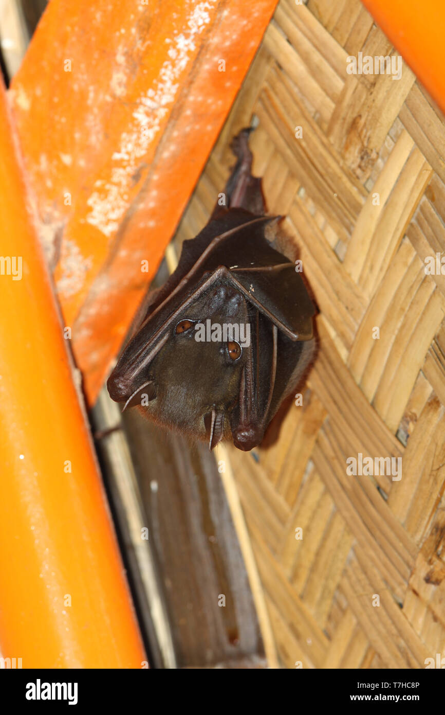 Indonesian shortnosed fruit bat (Cynopterus titthaecheilus) hanging in