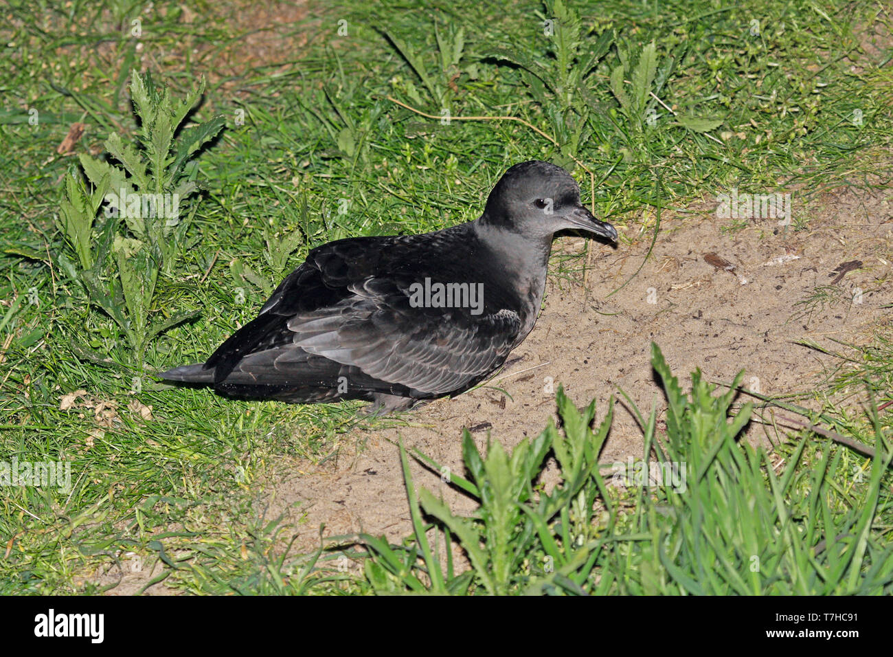 Short-tailed Shearwater (Ardenna tenuirostris) during the night at its burrow. Formaly known as Puffinus tenuirostris Stock Photo