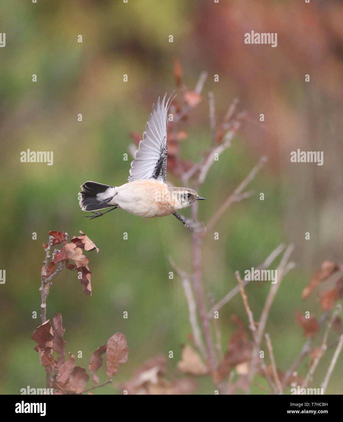 Stonechat In Flight End of flight hi-res stock photography and images - Alamy