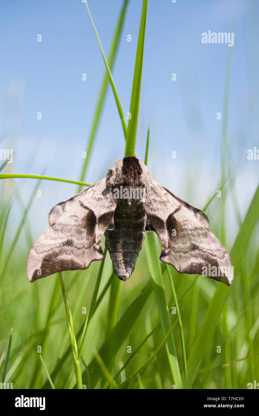 Smerinthus ocellata - Eyed Hawk-Moth - Abendpfauenauge, Germany (Bavaria), imago Stock Photo