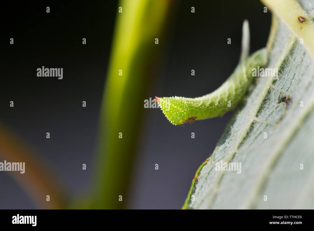 Smerinthus ocellata - Eyed Hawk-Moth - Abendpfauenauge, Germany (Baden-Württemberg), young larva Stock Photo