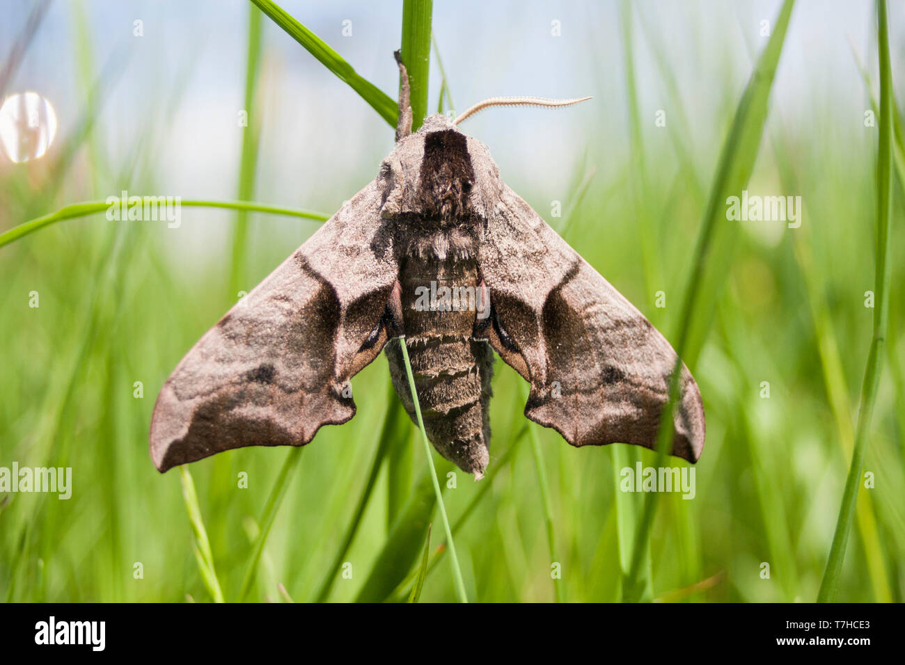 Smerinthus ocellata - Eyed Hawk-Moth - Abendpfauenauge, Germany (Bavaria), imago Stock Photo