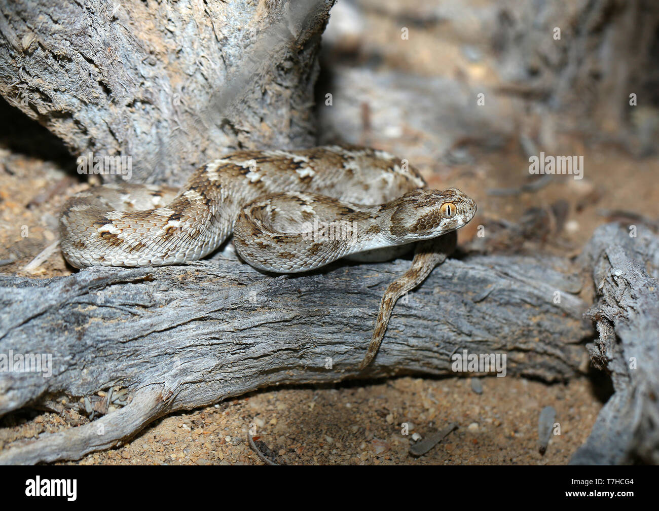 Sochurek’s saw-scaled viper (Echis carinatus sochureki) at Fins, Oman. Stock Photo