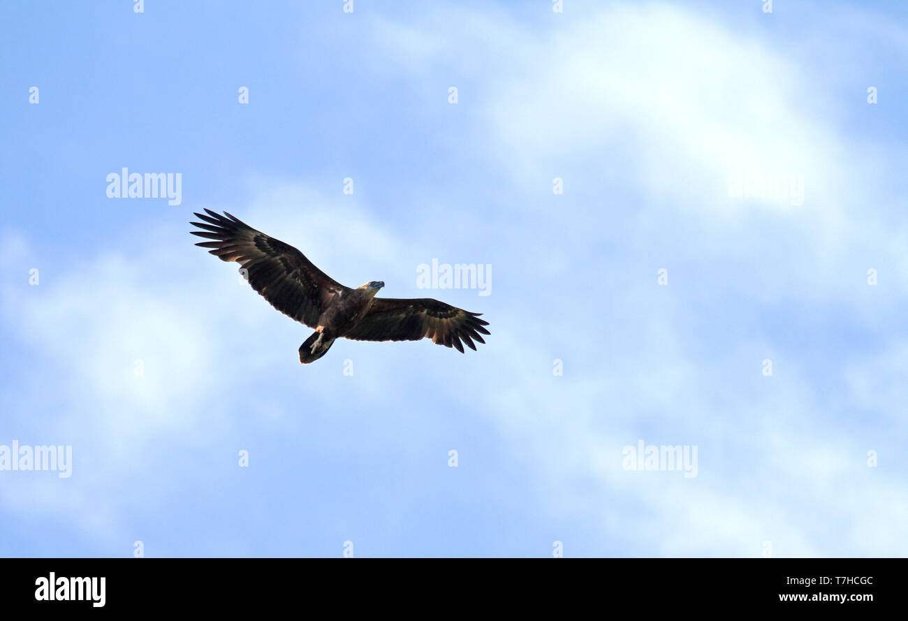 Sanford's sea eagle (Haliaeetus sanfordi), also known as Sanford's fish eagle or Solomon eagle, is a sea eagle endemic to the Solomon Islands. Flying  Stock Photo