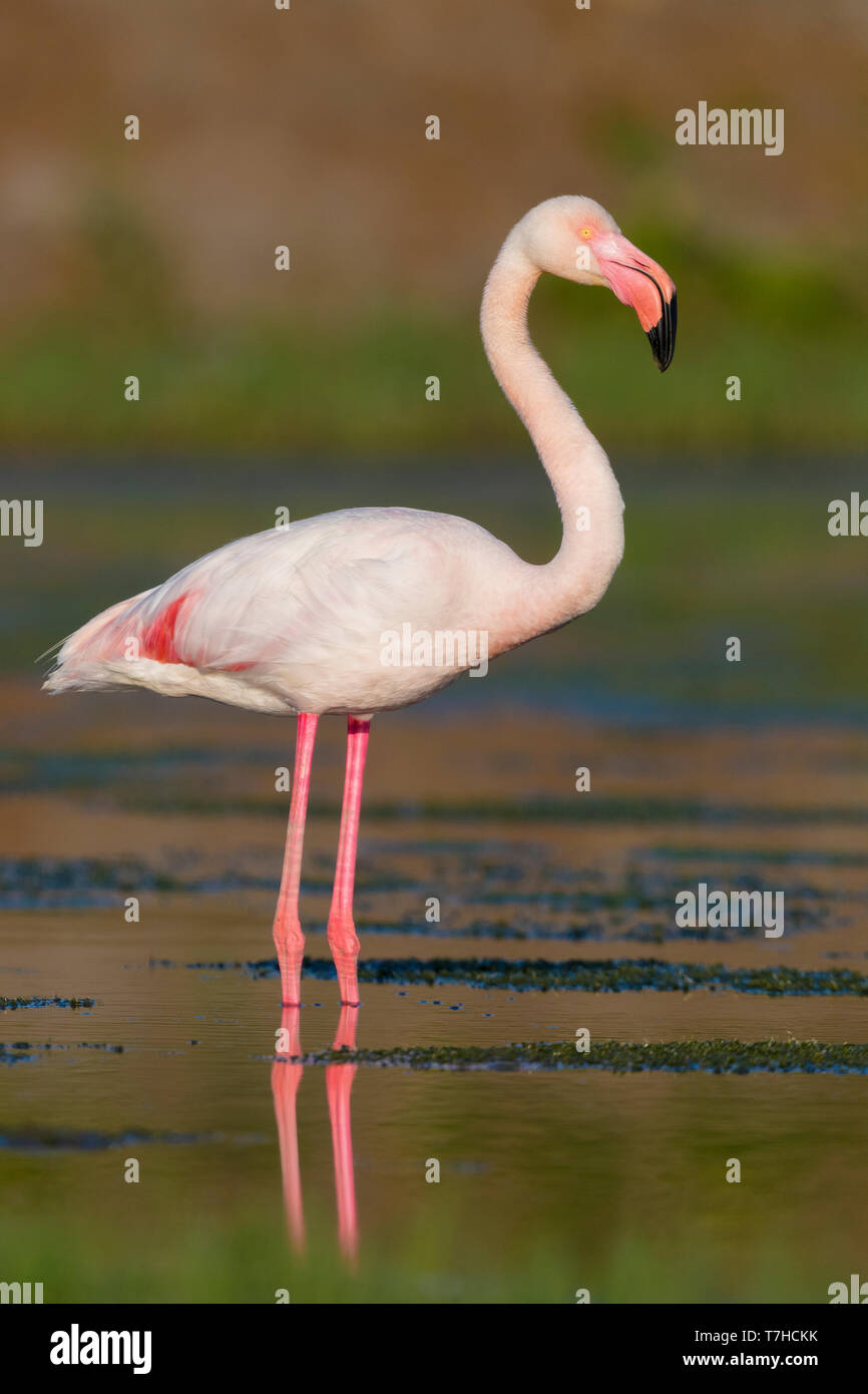 Eurasian Flamingo in Italy Stock Photo