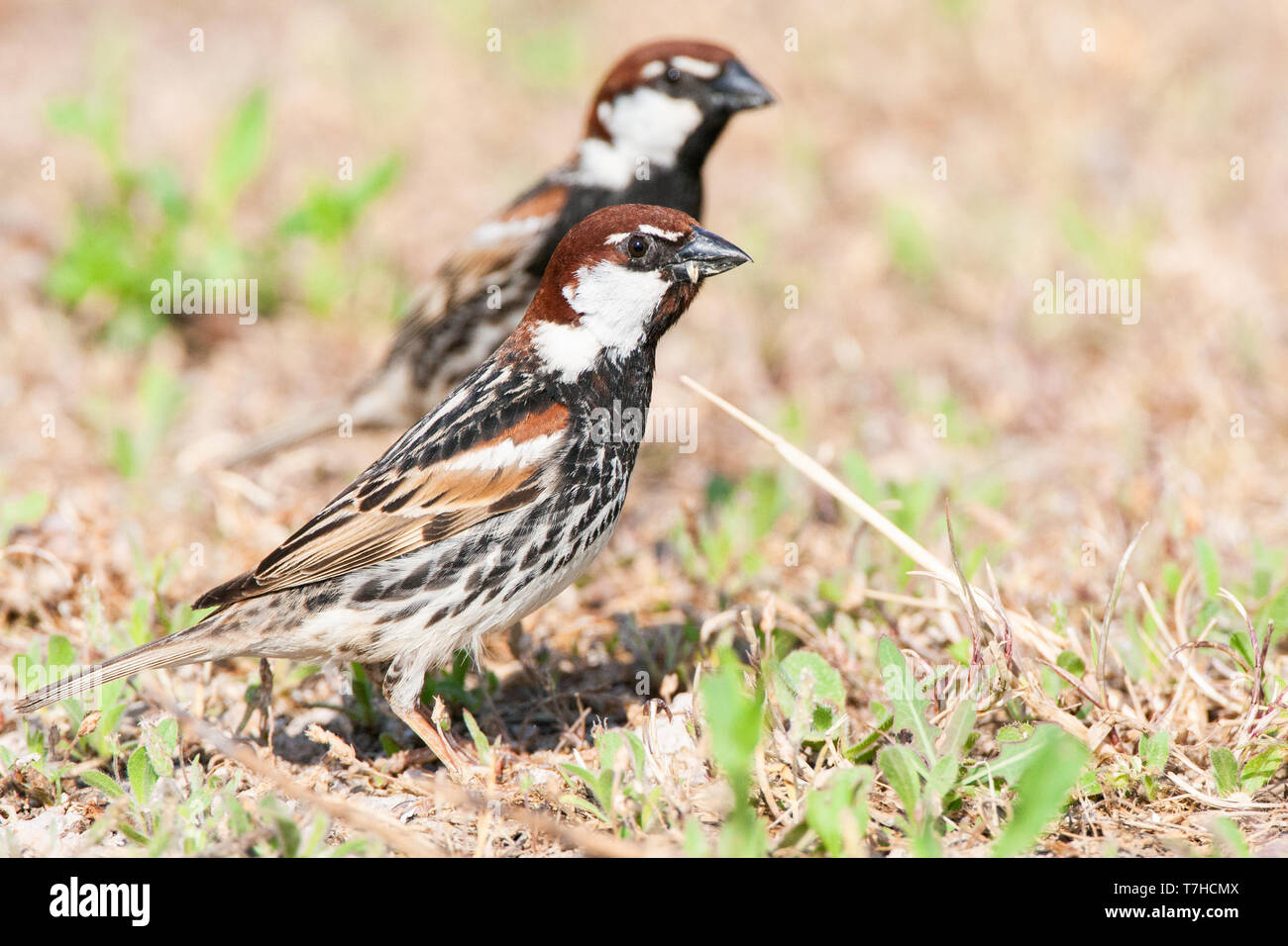 Male Spanish Sparrows (Passer hispaniolensis) on the island of Lesvos (Greece). Stock Photo