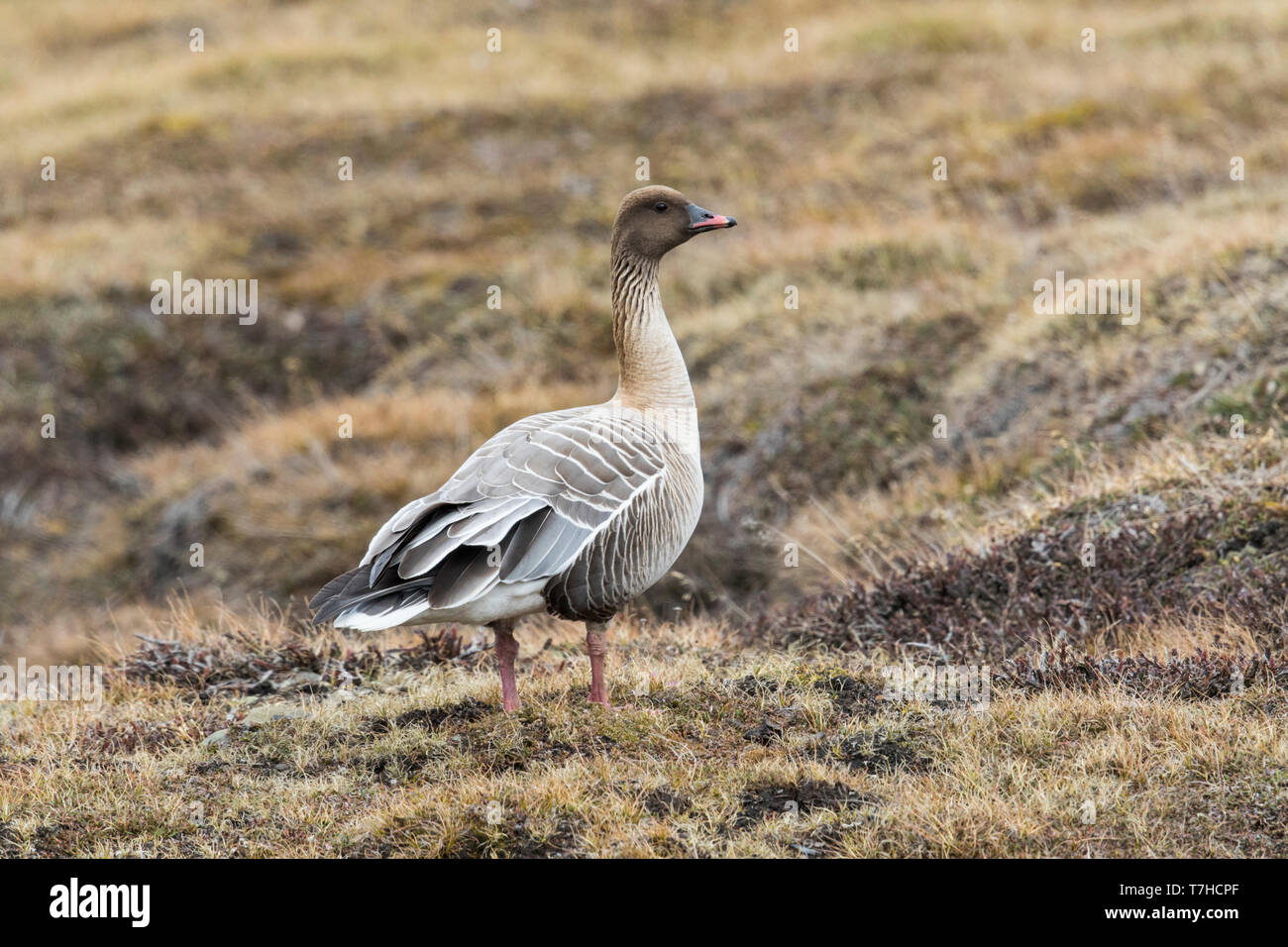 Pink-footed Goose, Kleine Rietgans, Anser brachyrhynchus Stock Photo ...