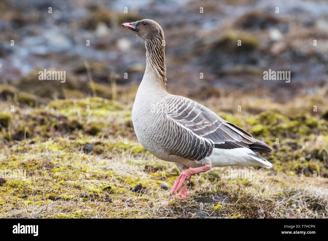Pink-footed Goose, Kleine Rietgans, Anser brachyrhynchus Stock Photo ...