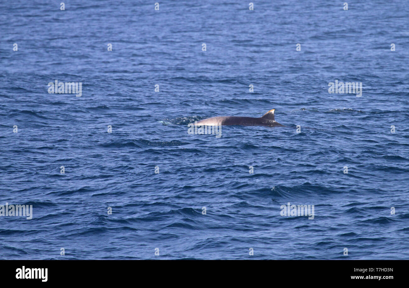 Strap-toothed Whale (Mesoplodon layardii) jumping out of the ocean Stock Photo