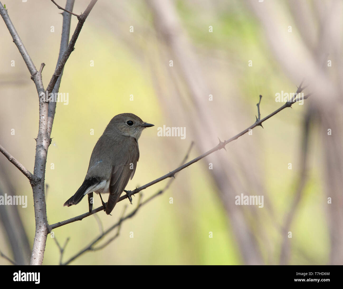 Taiga Flycatcher in a tree Stock Photo