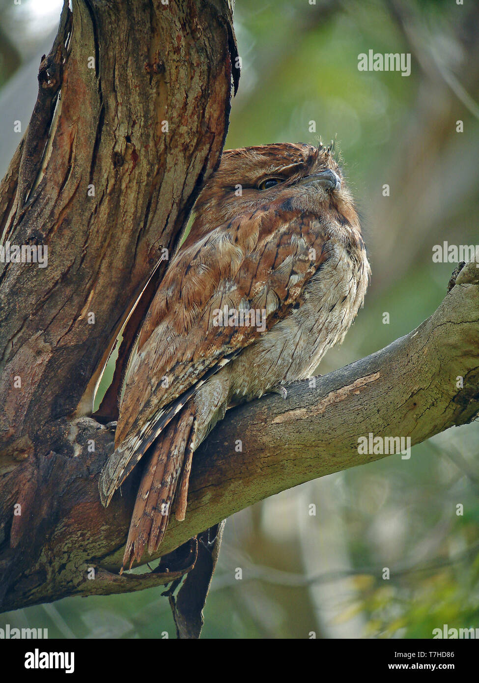 Tawny frogmouth (Podargus strigoides) during daylight perched in tree in Australia. Stock Photo