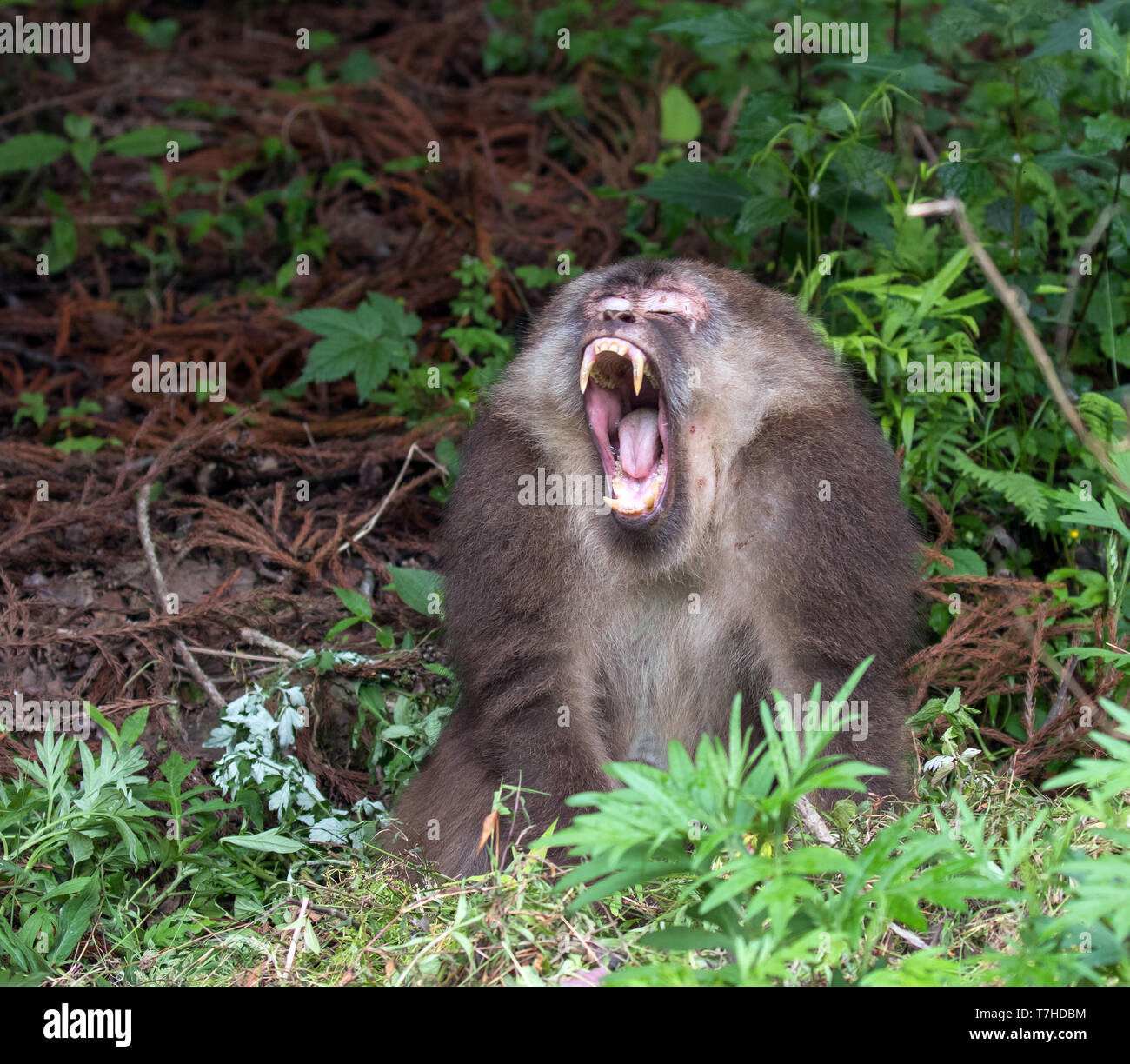 Tibetan macaque (Macaca thibetana Stock Photo Alamy