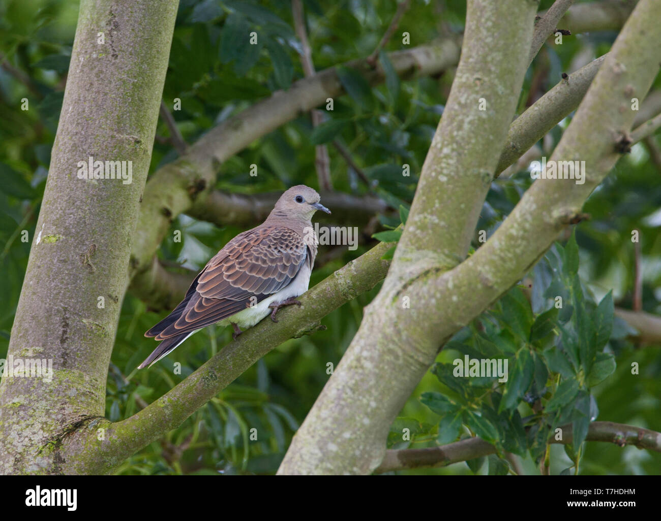 First-winter Turtle Dove (Streptopelia turtur) perched in a tree in Flevoland, Netherlands. Stock Photo
