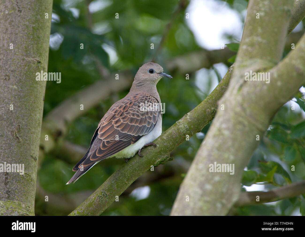 First-winter Turtle Dove (Streptopelia turtur) perched in a tree in Flevoland, Netherlands. Side view, showing rump. Stock Photo