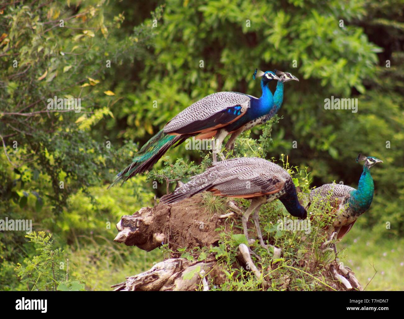 Side view of group of four male peafowls (Pavo cristatus) sitting on trunk of a tree looking in same right direction in Yala NP, Sri Lanka Stock Photo
