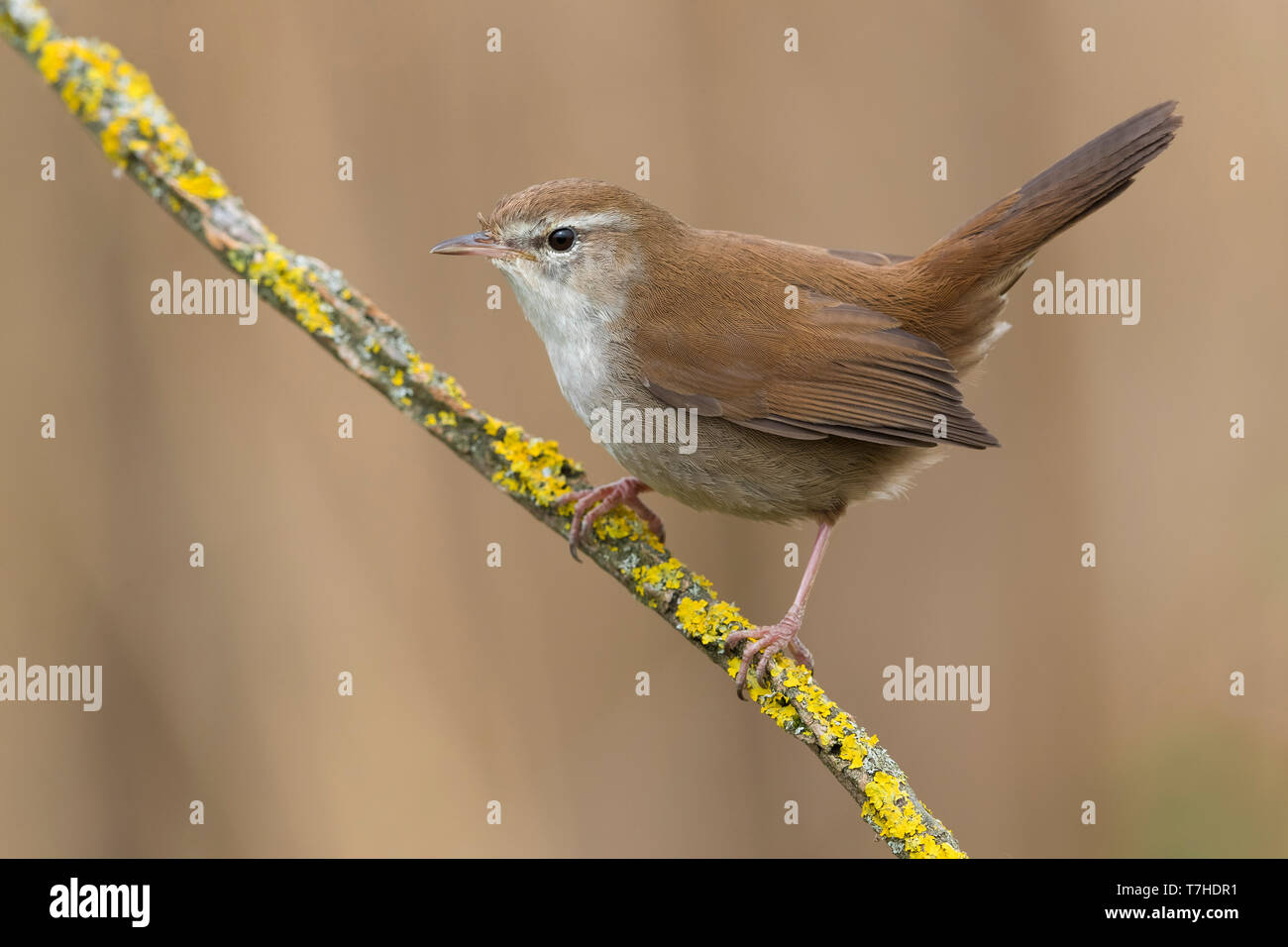 Cetti's Warbler (Cettia cetti) perched on a twig in an Italian swamp, against brown background. Stock Photo