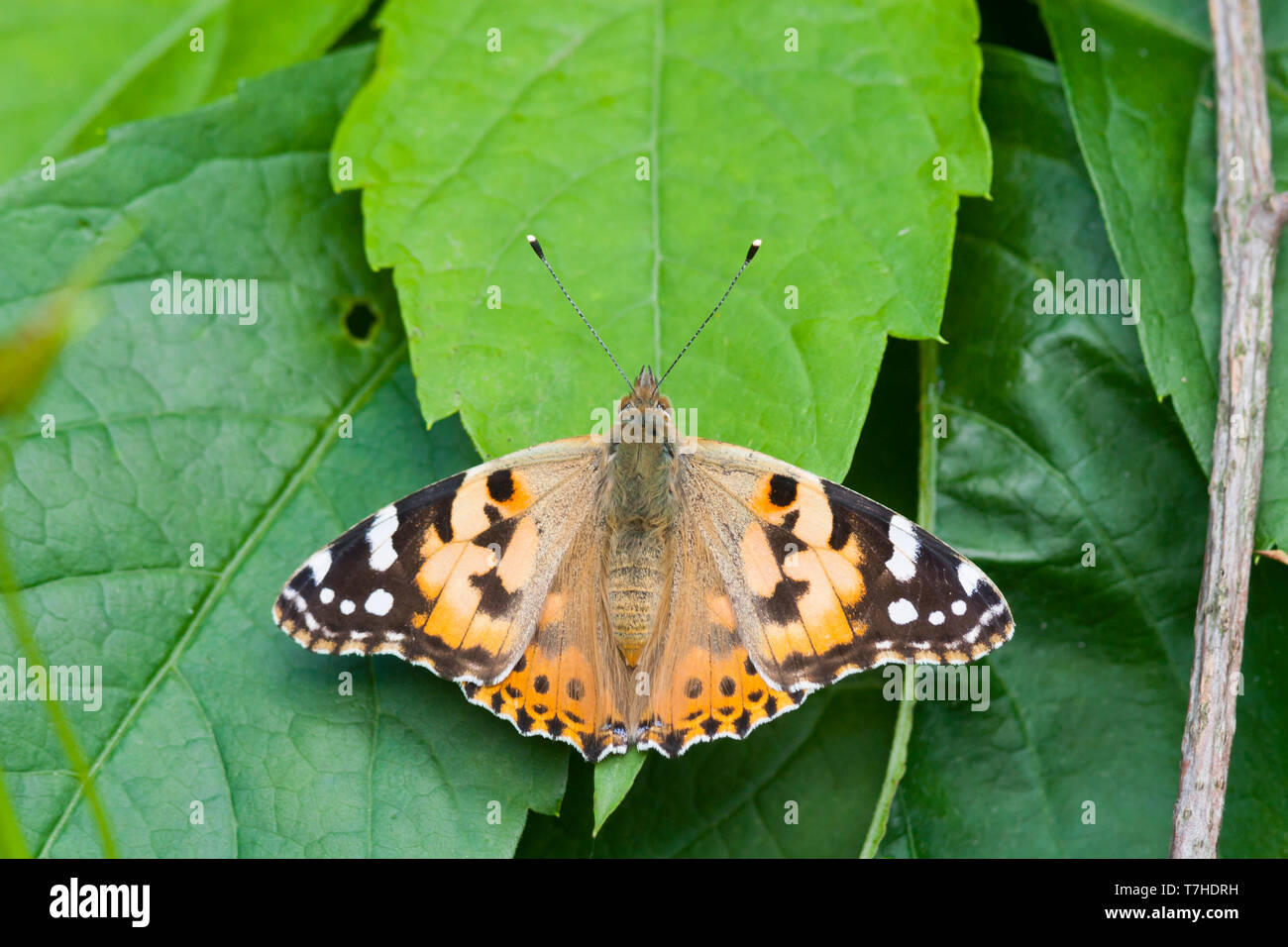 Ladies baden baden baden Baden baden