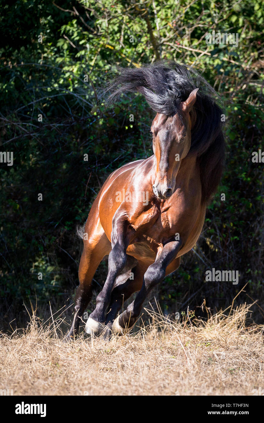 Pure Spanish Horse, PRE, Andalusian Horse. Bay stallion galloping on a pasture. Germany Stock Photo
