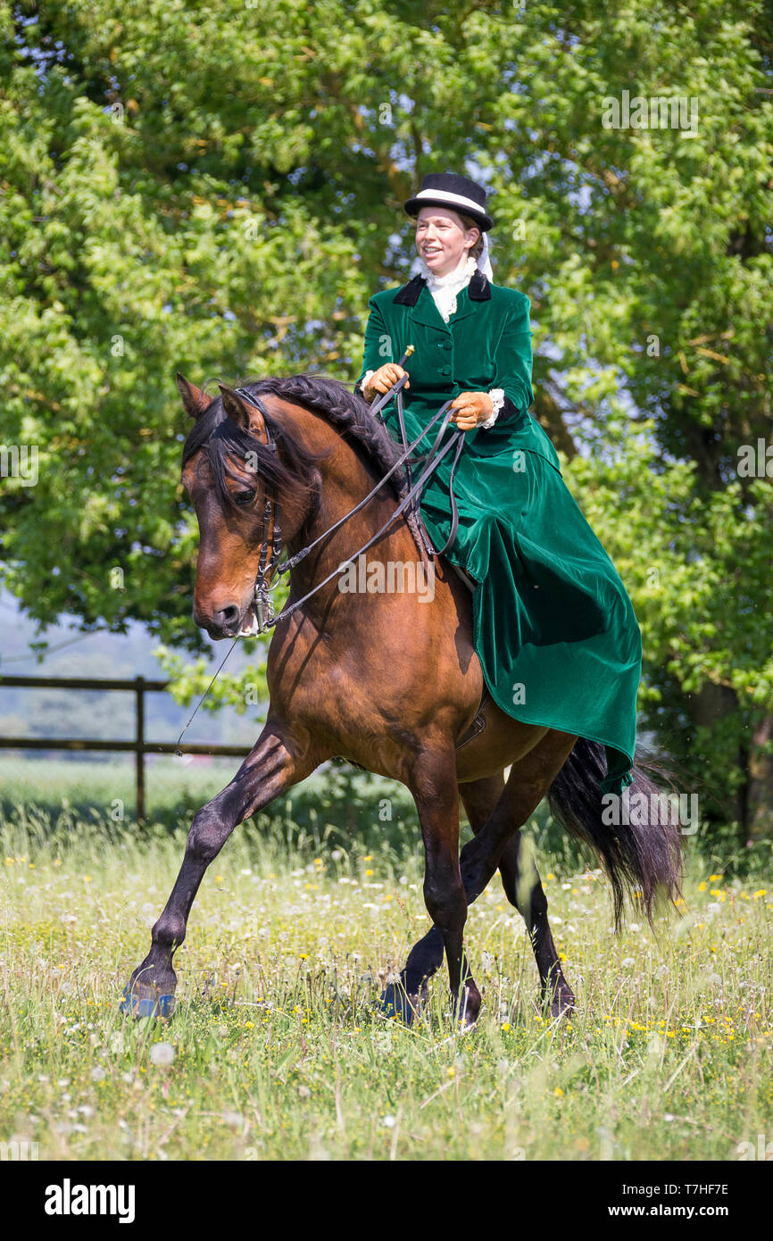 Pura Raza Espanola, Andalusian. Rider with costume and sidesaddle showing a half-pass in trott. Switzerland Stock Photo