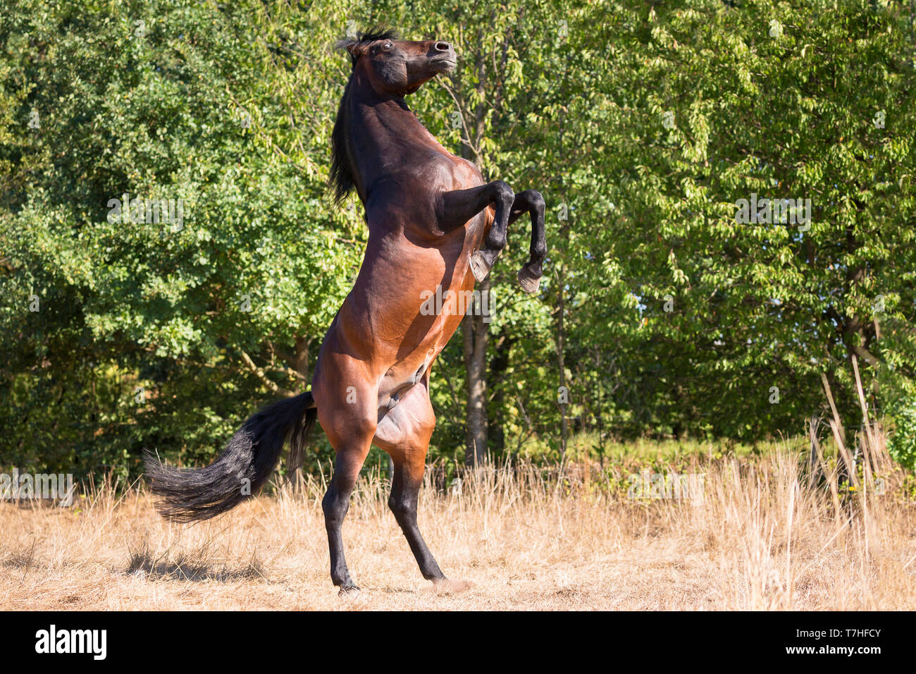 Pure Spanish Horse, PRE, Andalusian Horse. Bay stallion rearing on a pasture. Germany Stock Photo