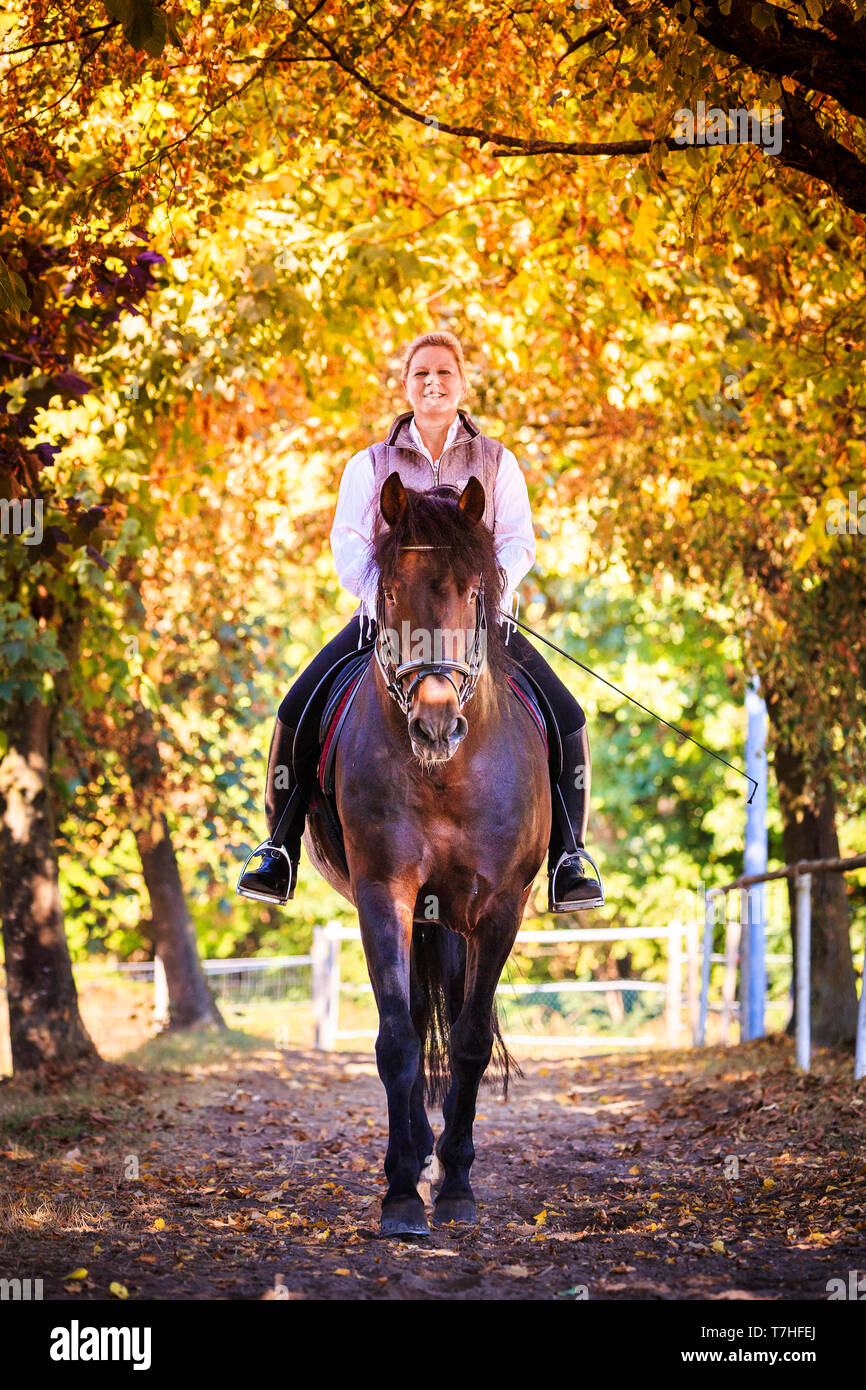 Pure Spanish Horse, PRE, Andalusian Horse. Rider with bay stallion on a