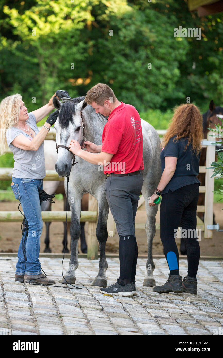 Lusitano. Three persons preparing juvenile gray mare for a shooting. Germany Stock Photo