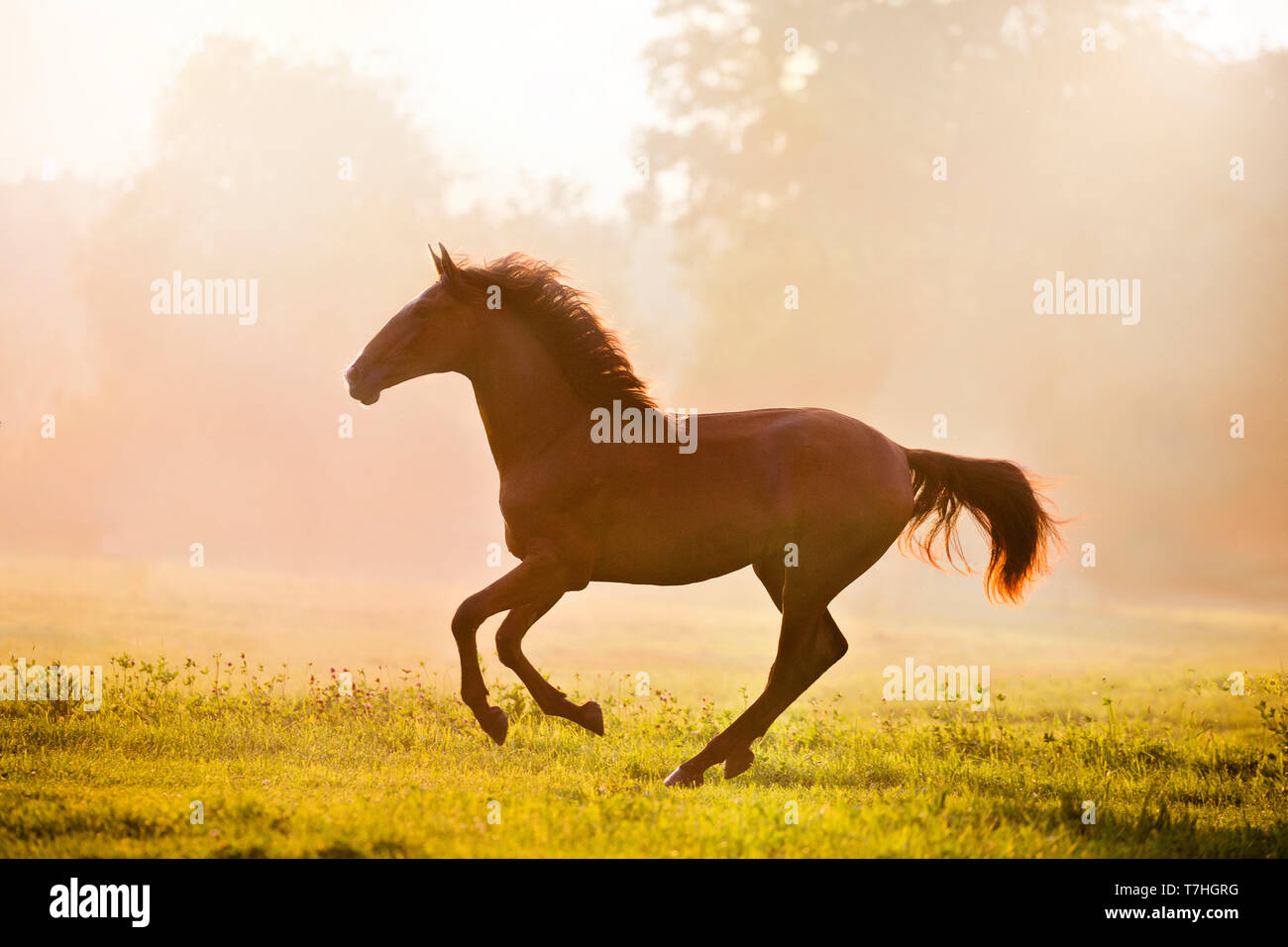 Iberian Sport Horse. Bay mare galloping on a pasture in morning mist. Germany Stock Photo