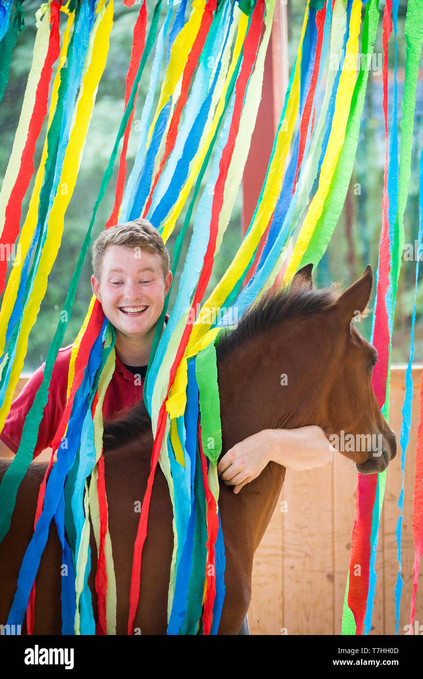 Iberian Sport Horse. Young man with bay foal among colourful ribbons. Part of training to accept unusual things without fear. Germany Stock Photo