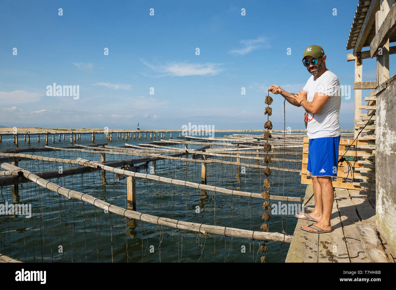 In the Bahia del Fangar oysters are farmed. Environs of the Ebro Delta Nature Reserve, Tarragona province, Catalonia, Spain. Stock Photo