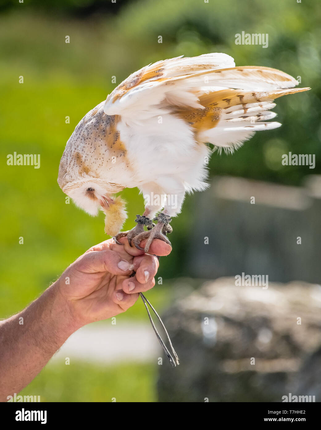 A Common Barn Owl (Tyto alba) stoops down whilst perched and tethered to a falconer’s left hand forefinger to feed on a small piece of fluffy carrion. Stock Photo