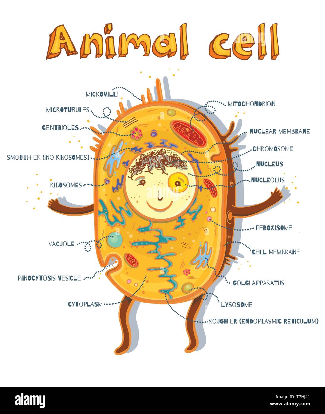 Cartoon vector illustration of structure of animal cell. Illustration showing the animal cell anatomy Stock Vector