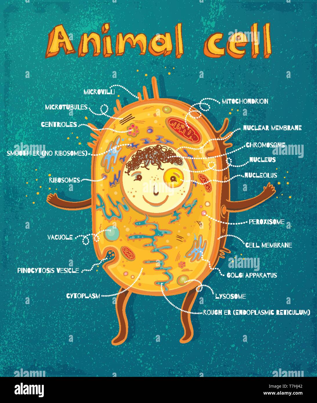 Cartoon vector illustration of structure of animal cell. Illustration showing the animal cell anatomy Stock Vector