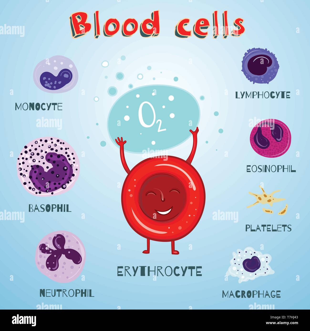Vector set of illustration with blood cells. Color and cartoon educational illustration for kids. Stock Vector