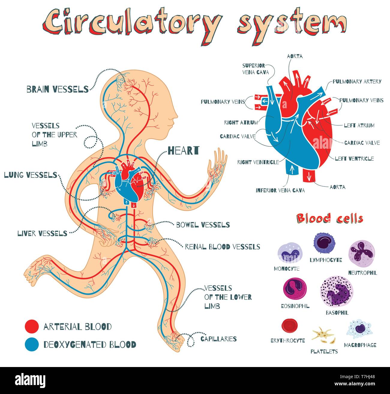 Human circulatory system for kids. Vector color cartoon illustration. Human cardiovascular anatomy scheme. Types of blood cells. The structure of huma Stock Vector