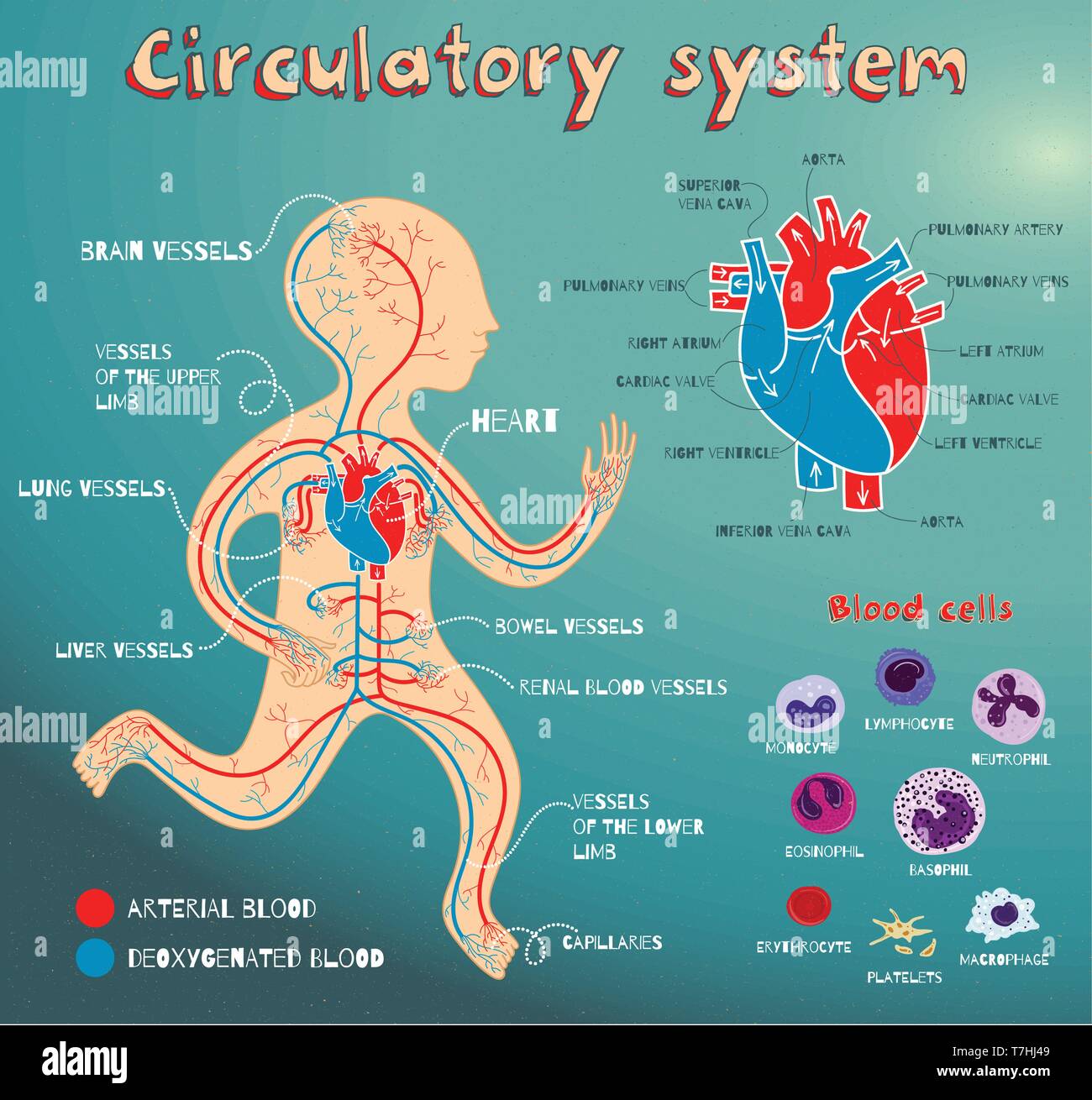 Human circulatory system for kids. Vector color cartoon illustration. Human cardiovascular anatomy scheme. Types of blood cells. The structure of huma Stock Vector