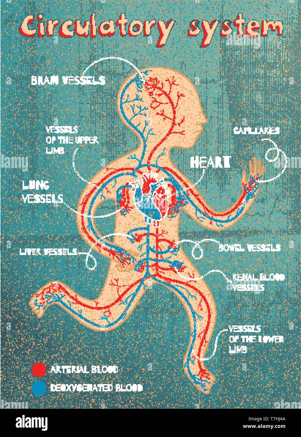 Human circulatory system for kids. Vector color cartoon illustration. Human cardiovascular anatomy scheme. Stock Vector