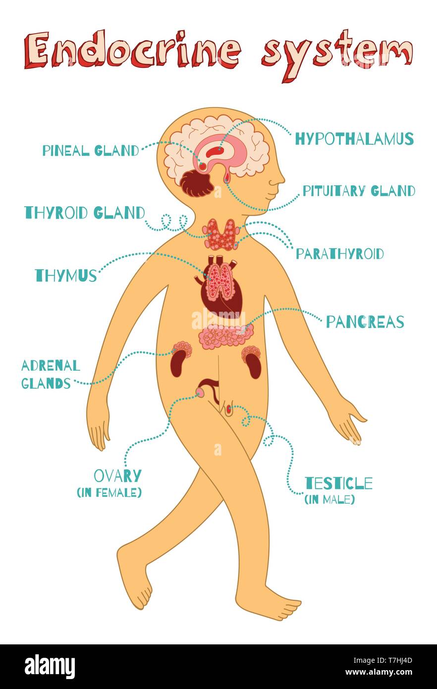 Human endocrine system for kids. Vector color cartoon illustration. Human anatomy scheme. Stock Vector