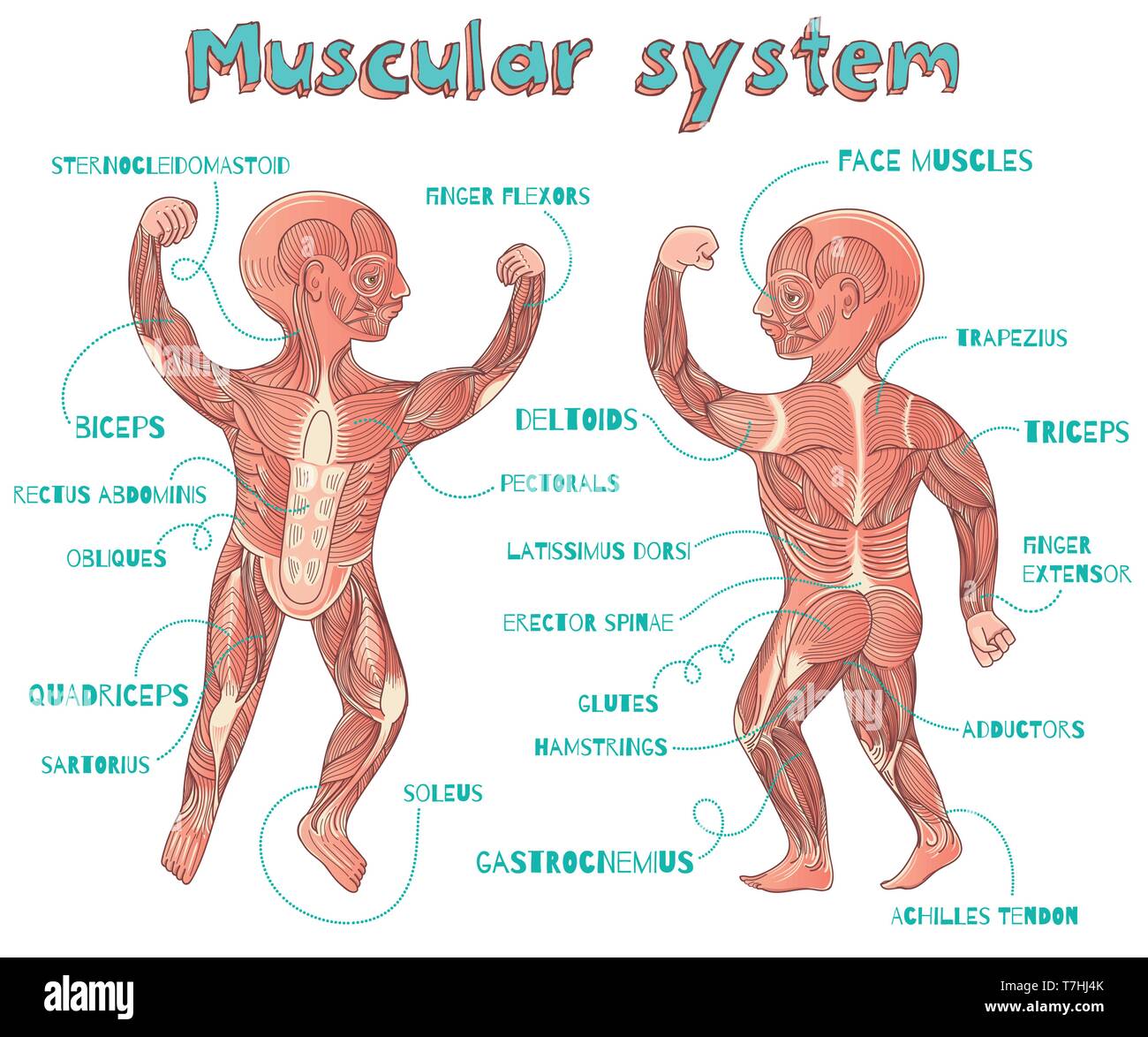 Human muscular system for kids. Vector color cartoon illustration. Human muscles scheme. Stock Vector