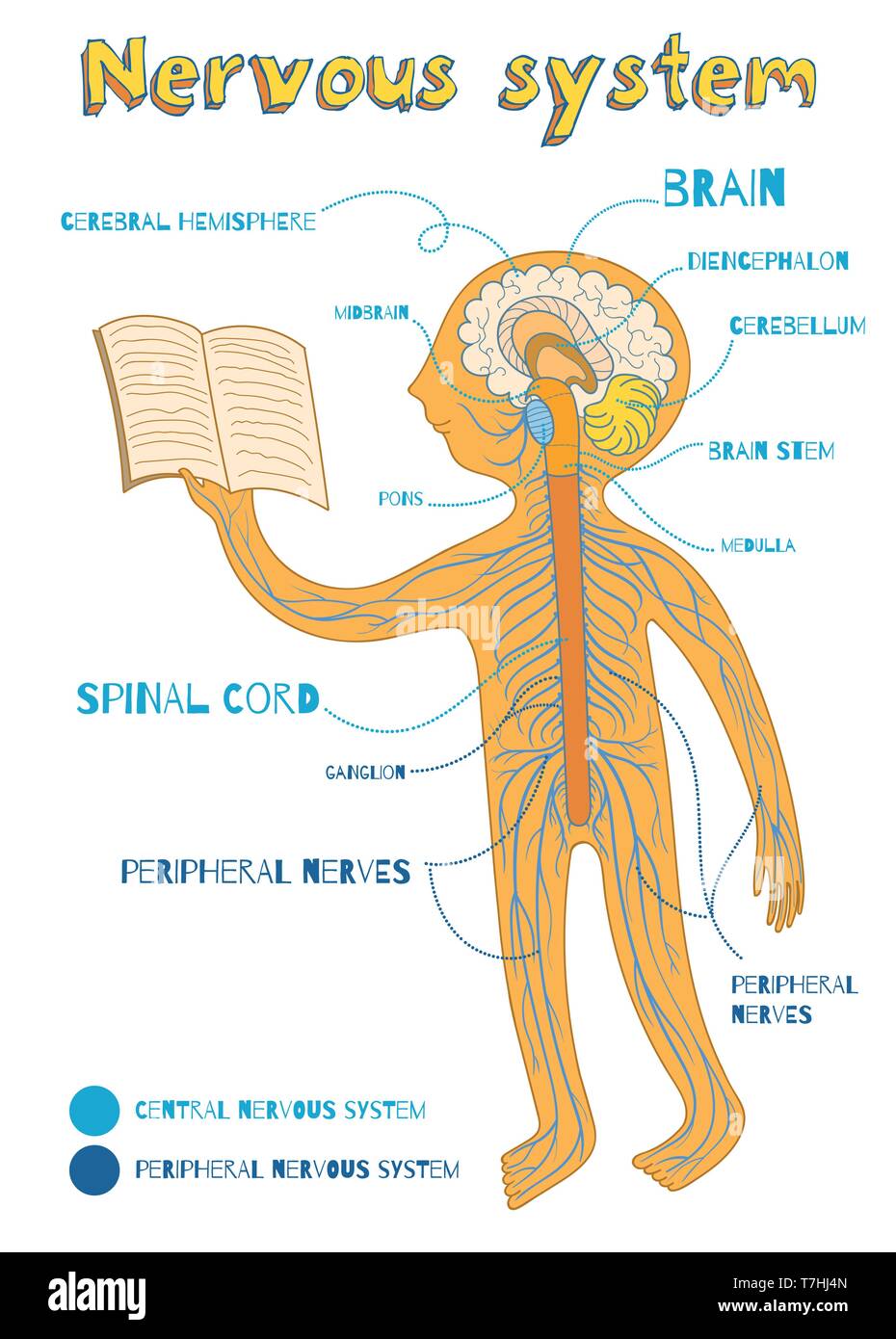 Human nervous system for kids. Vector color cartoon illustration. Human