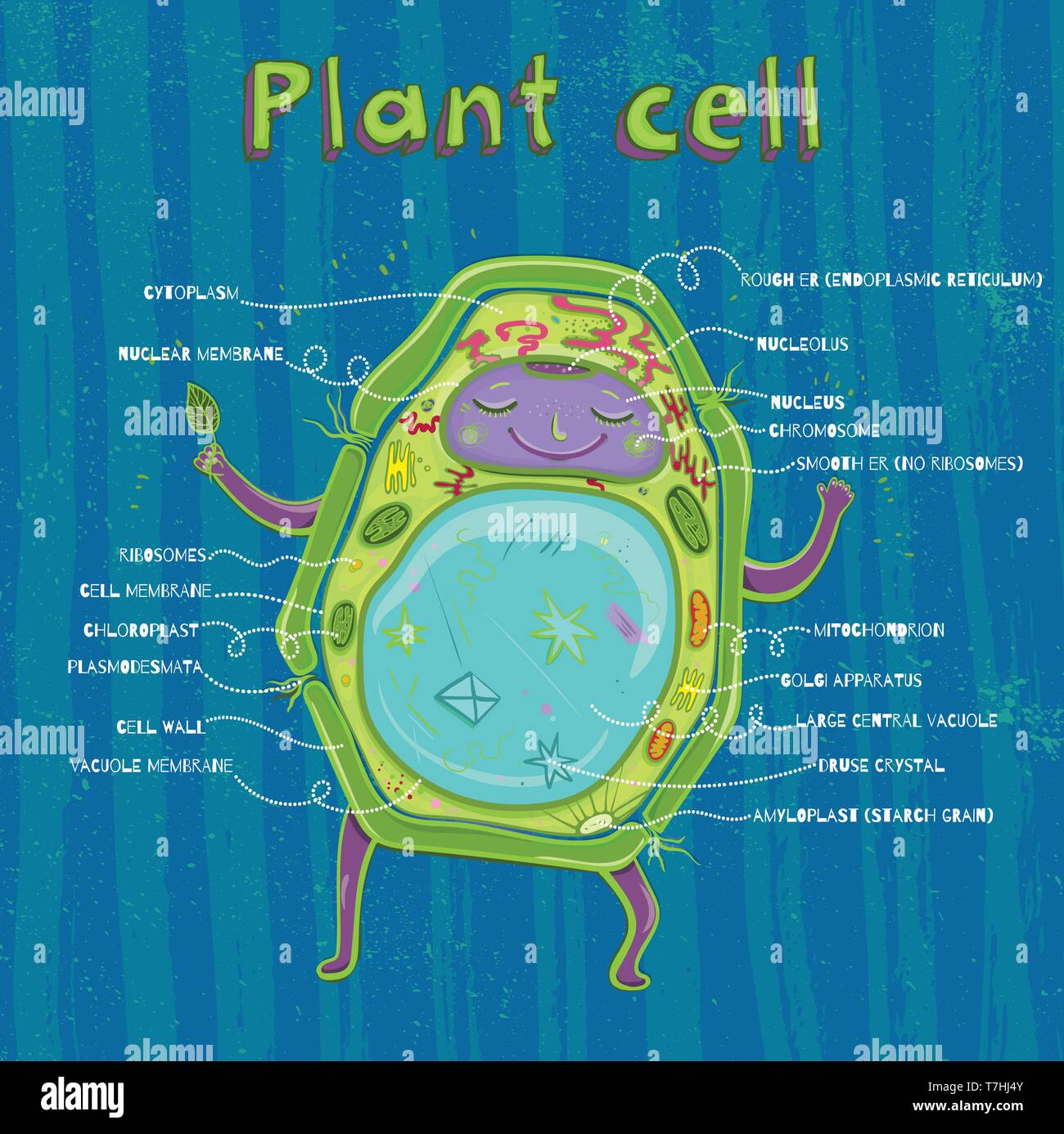 Cartoon vector illustration of structure of plant cell. Illustration showing the plant cell anatomy Stock Vector