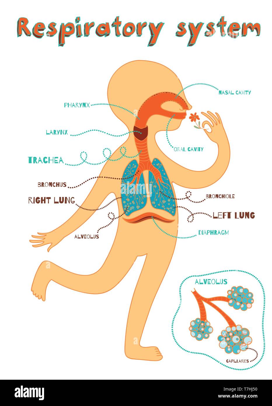 Human respiratory system for kids. Vector color cartoon illustration. Human anatomy Stock Vector