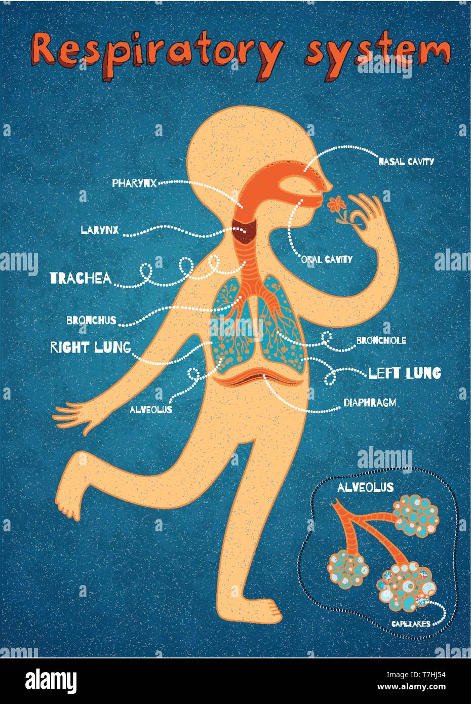 Human respiratory system for kids. Vector color cartoon illustration. Human anatomy Stock Vector