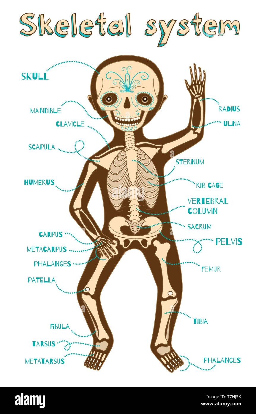 Human skeletal system for kids. Vector color cartoon illustration. Human skeleton scheme. Stock Vector