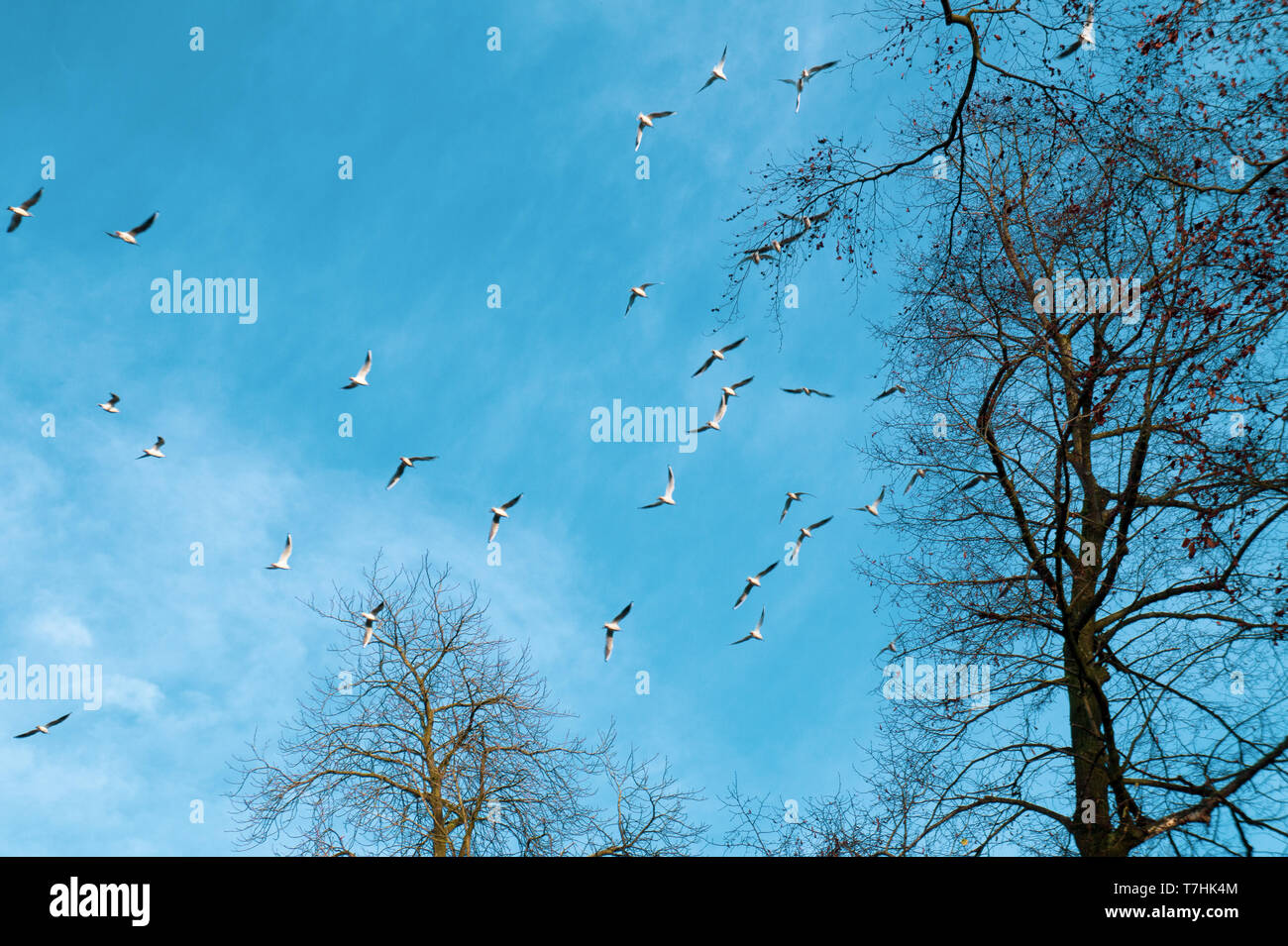 Seagulls flying on blue sky Stock Photo