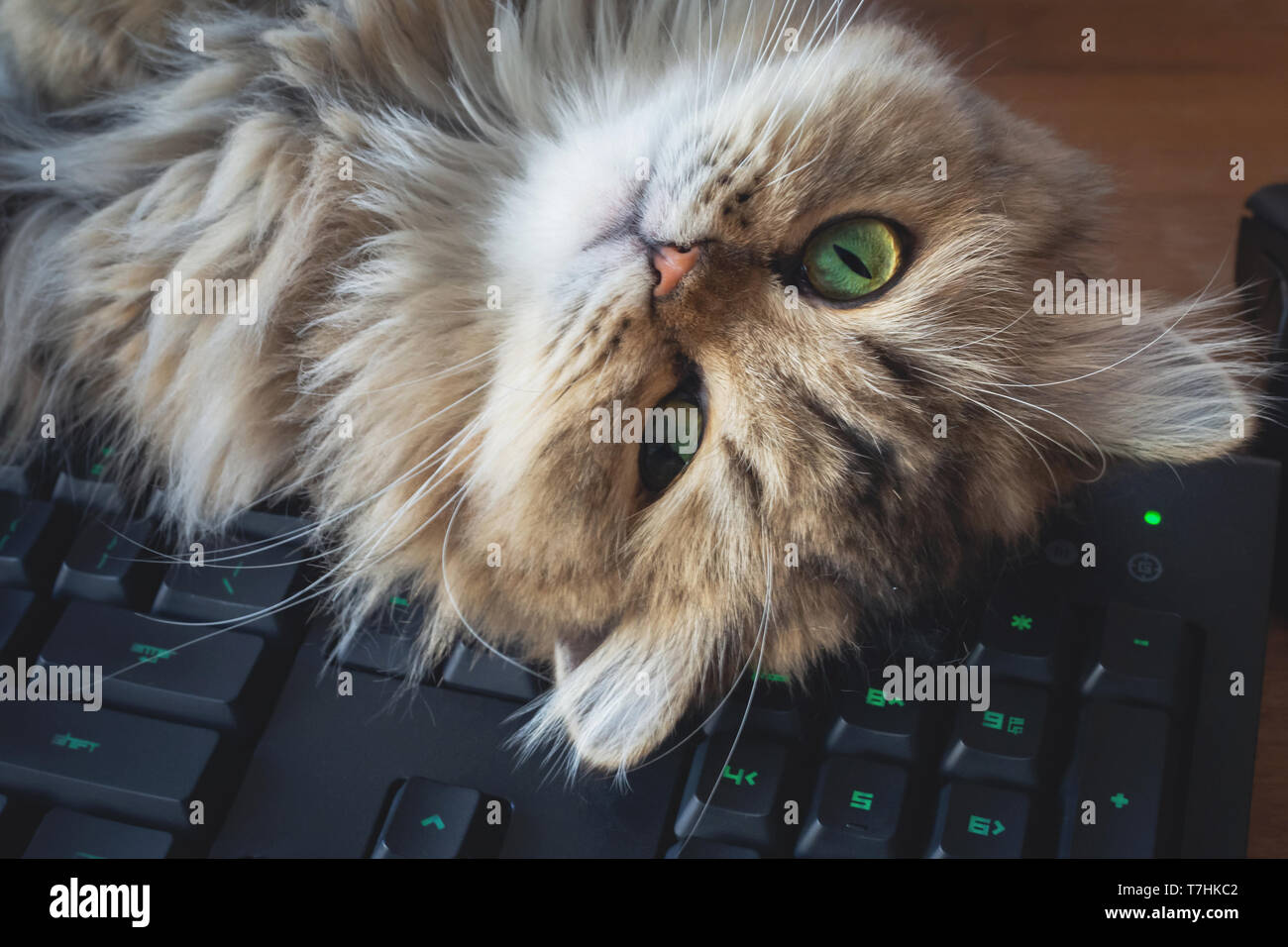 lazy chinchilla persian kitten cat sleep over black computer keyboard on wooden working table at home office on monday morning. Stock Photo