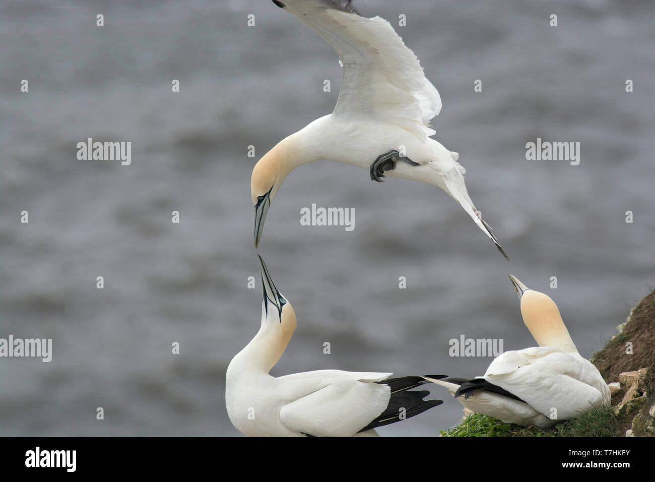 Northern Gannet, Morus bassanus, at Bempton Cliffs, returning to nest during breeding season, UK Stock Photo