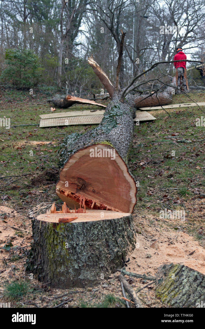 Cherry Trees Cut down for Firewood 絵本 Hanging poems on a cherry tree] - digital file from original