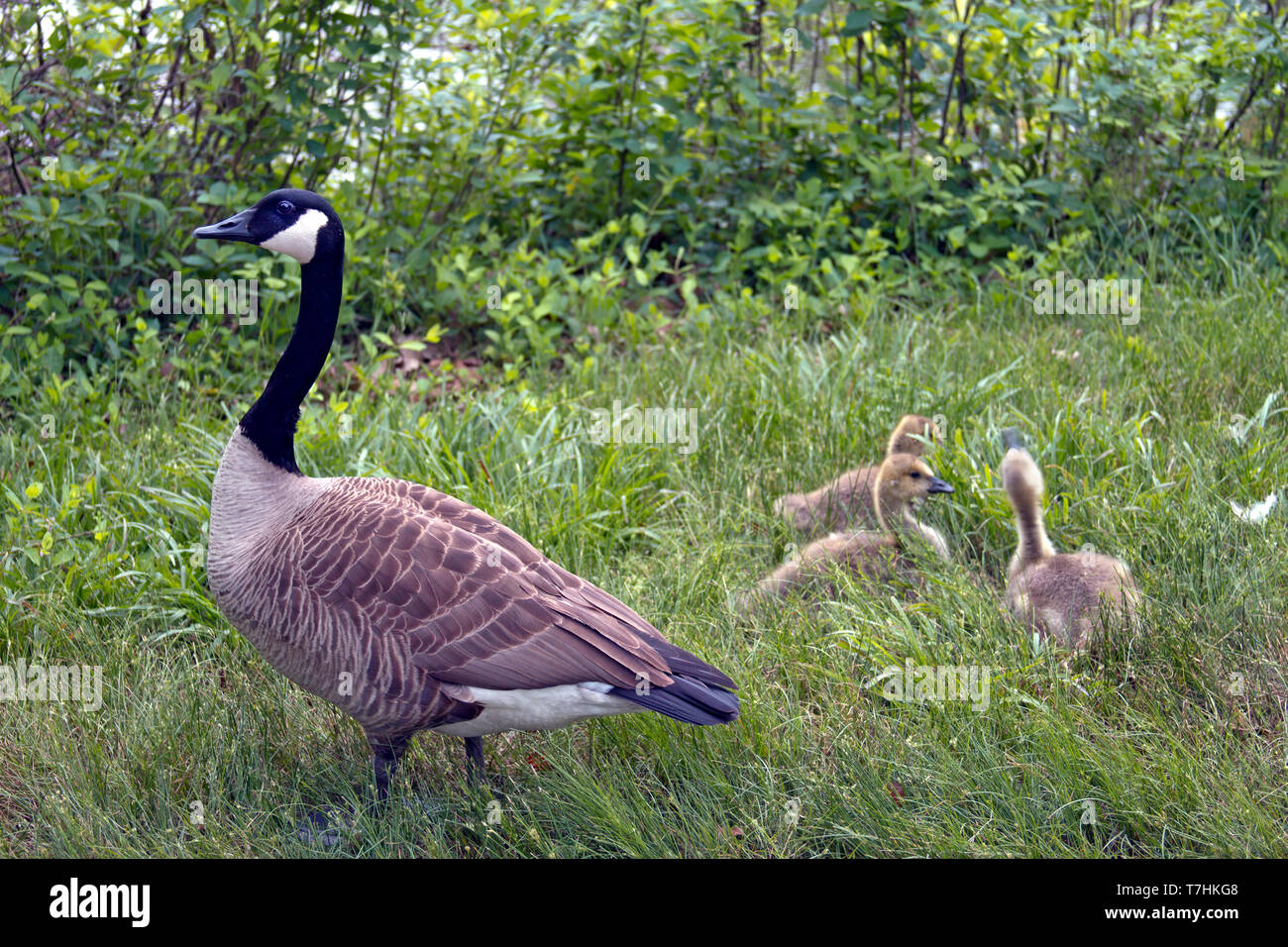A wild mama goose watches over her three fuzzy baby goslings in tall grass on a cloudy spring day Stock Photo