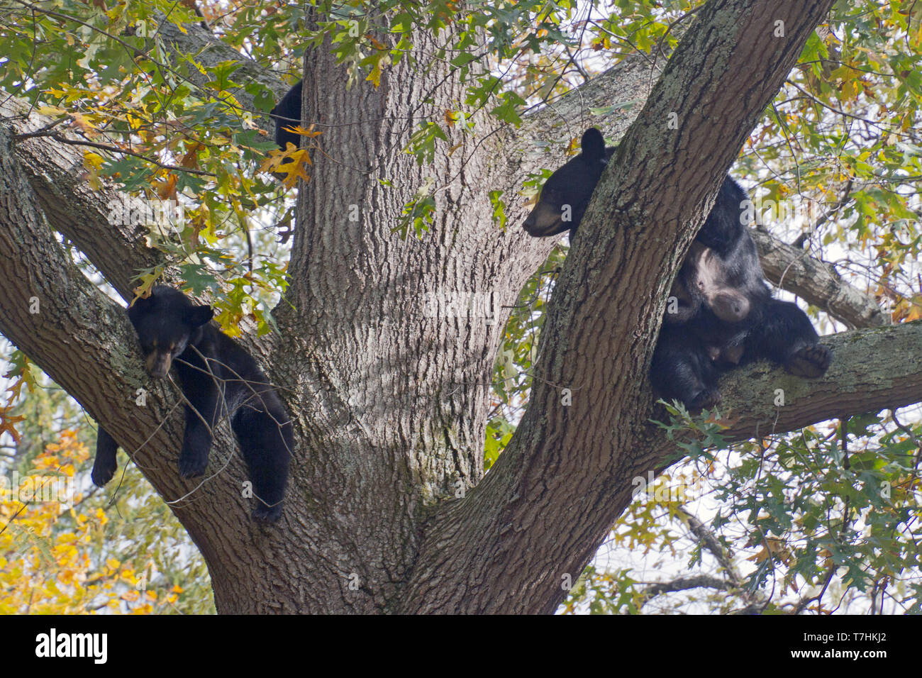 A lactating mother black bear lounges and snoozes with her cubs in a tall oak tree in autumn Stock Photo